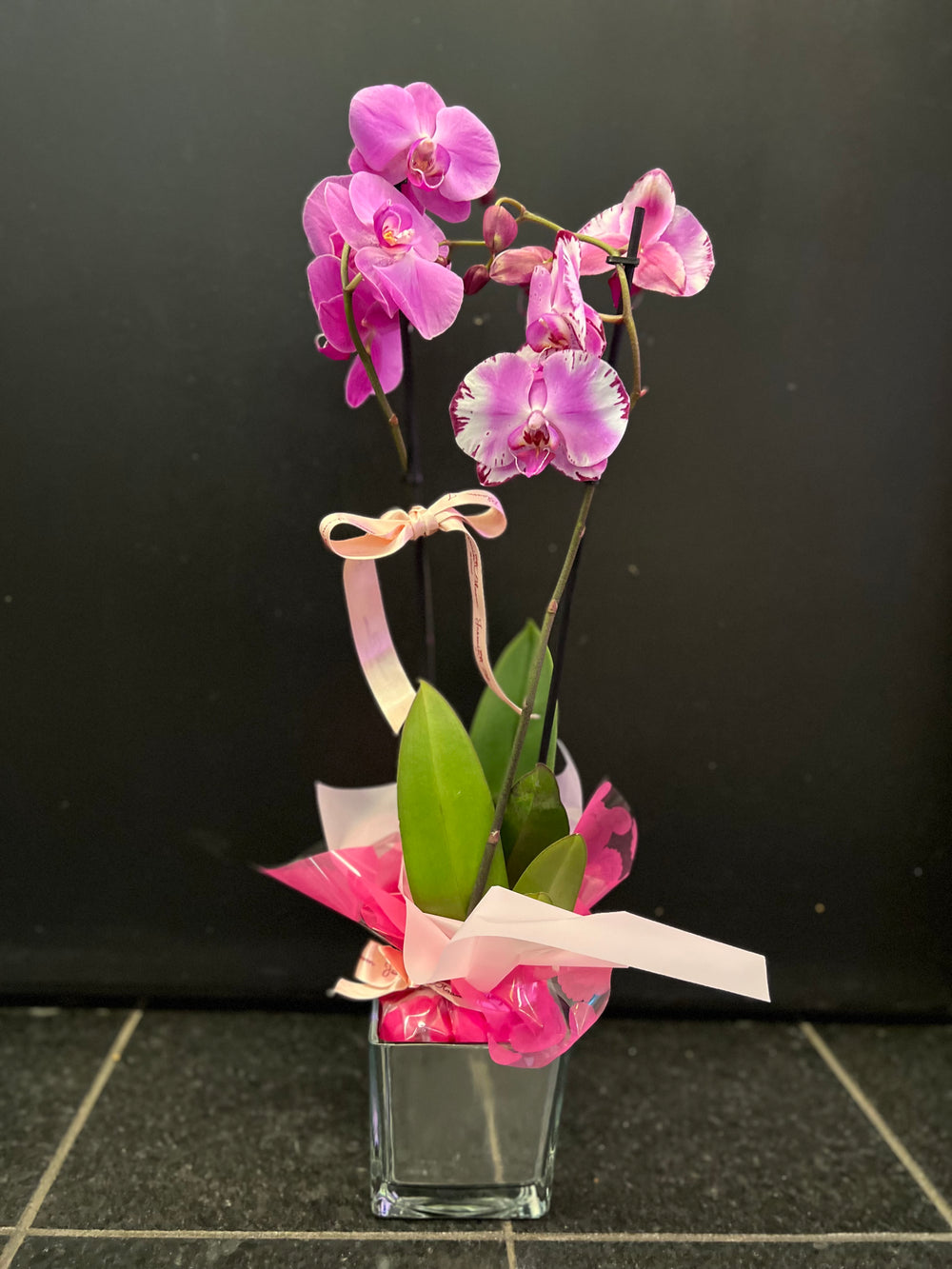 Phalenopsis Pink