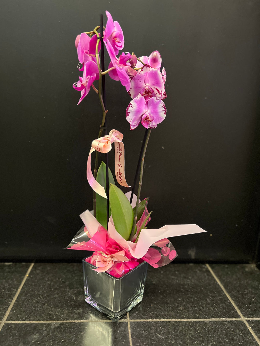 Phalenopsis Pink