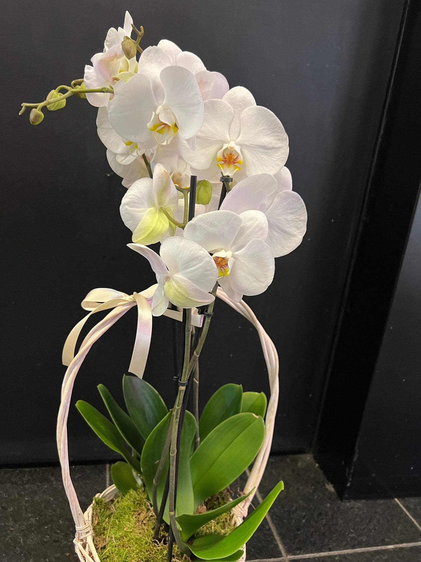 Phalenopsis