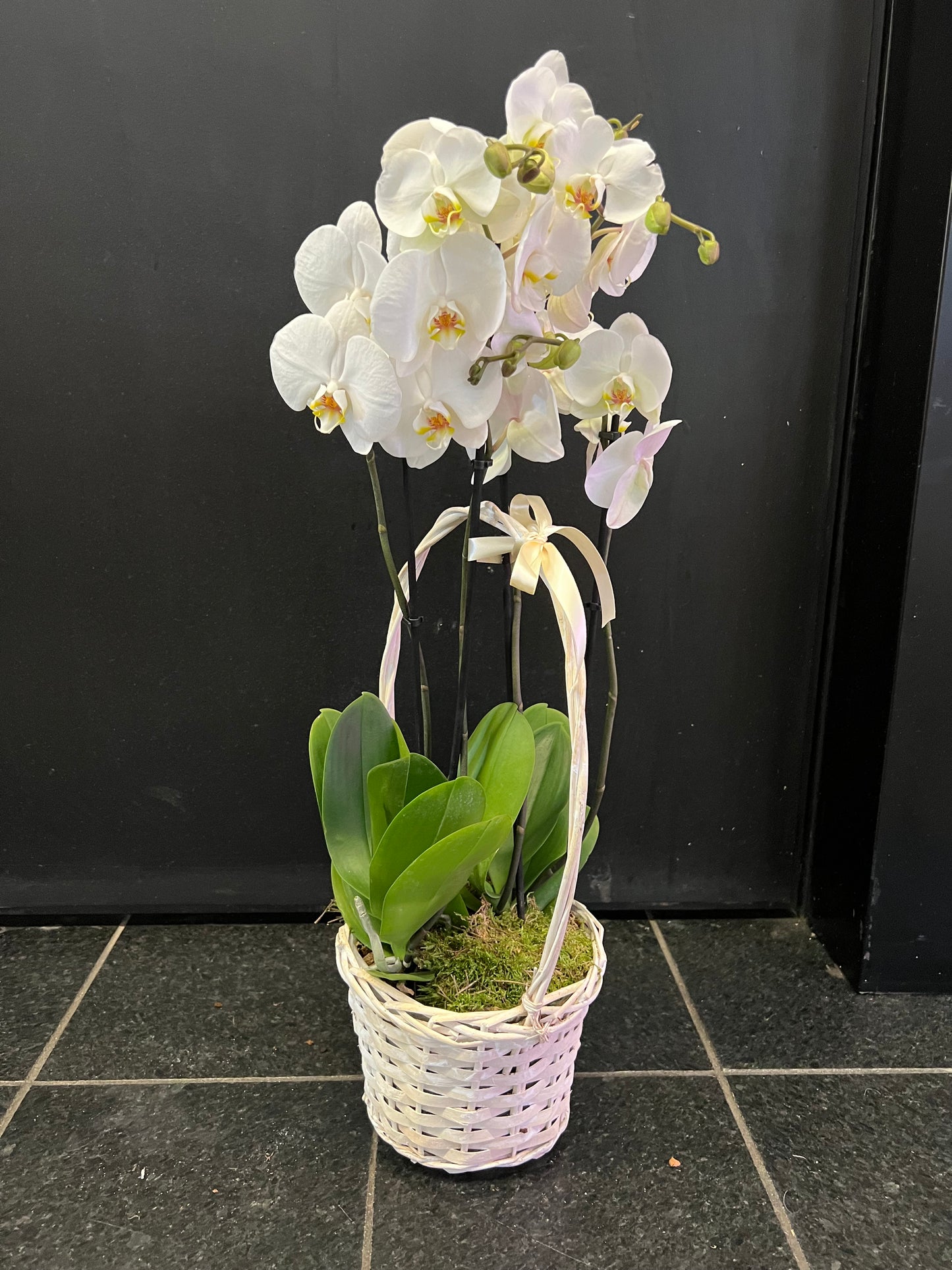 Phalenopsis